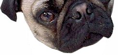 PetLinkeXchange delivers advertising to thousands of people every day. Dog, cat, small pets, and more. Be seen today, join PetLinkeXchange.